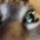 Dum_Cat.gif