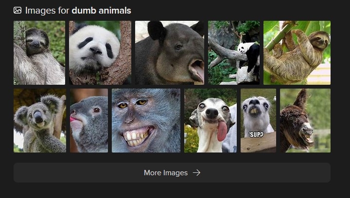 dumbanimals.jpg