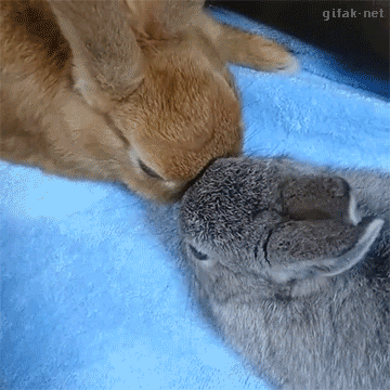 e50cb01f-9023-42f1-ac82-e12f1c96143a.gif