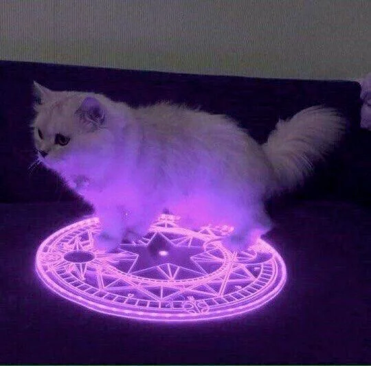 evolution-cat.png
