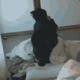 ezgif-4-37aa0cf4c4.gif