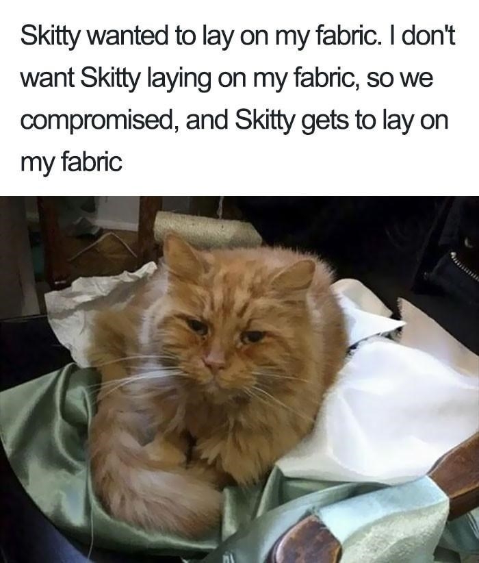 F0BA0BCC-4F68-459B-91A7-79A2ED621486.jpeg
