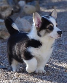 f5b6206fdb7a5e301744b7f1517c5726--husky-mixes-corgi-husky-mix.jpg