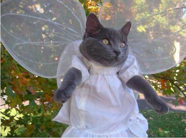 fairycat.PNG