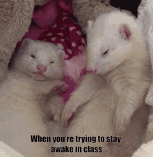 falling-asleep-ferret (1).gif