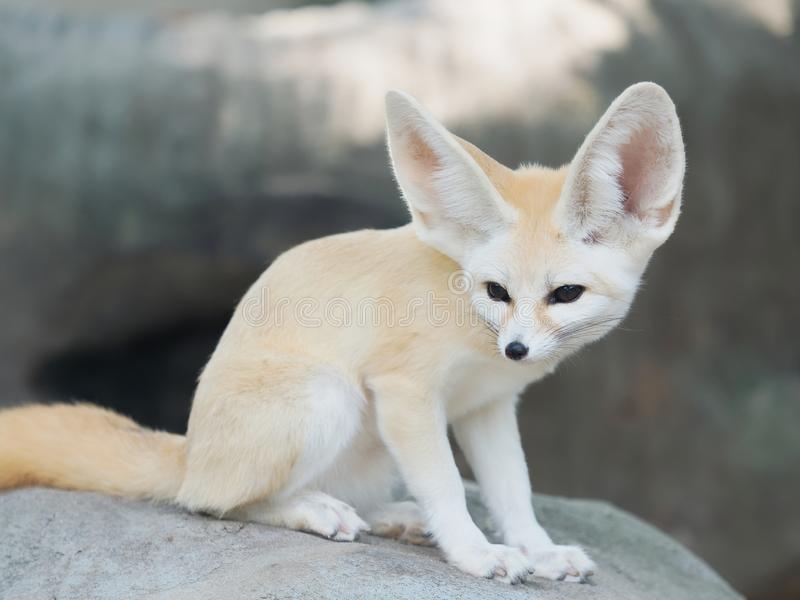 fennec-fox-desert-fox-vulpes-zerda-alert-beautiful-small-animal-fennec-fox-desert-fox-vulpes-z...jpg