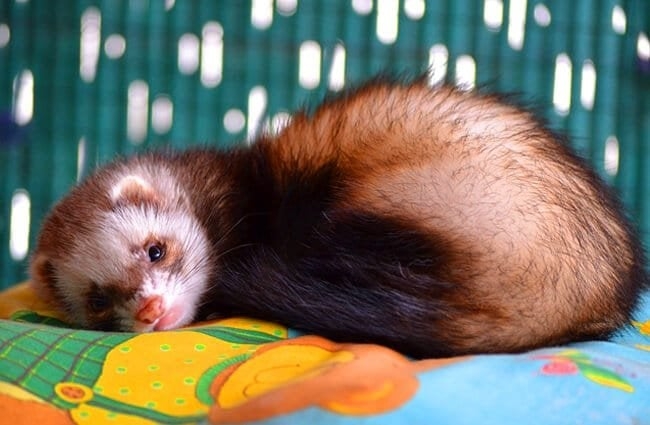 Ferret-4-650x425.jpg