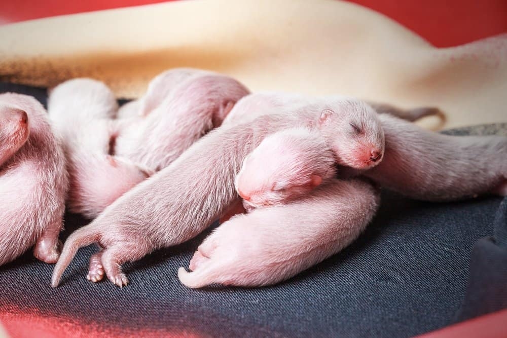 Ferret-Mustela-Putorius-Furo-babies.jpg