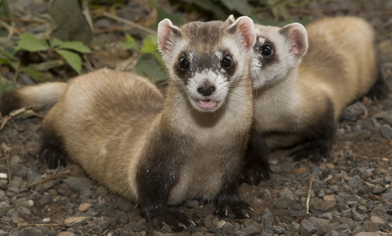 FerretClear.PNG