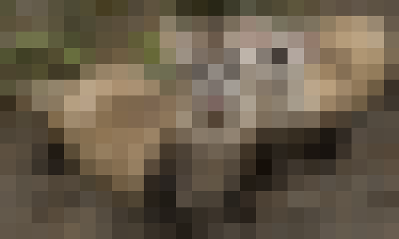 FerretPixel.PNG