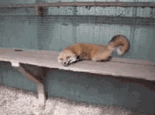 fox-smile-happy-fox.gif
