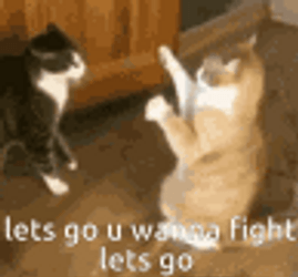 funny-cat-fighting-yiuwtu7amsh1dpxv.gif