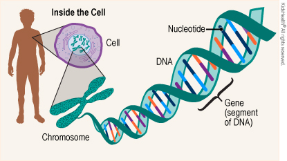 gene_a_enIL.jpg