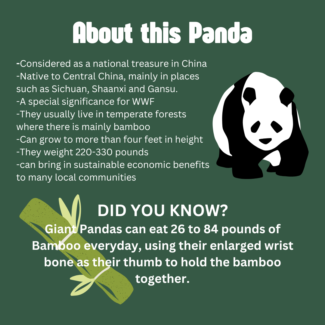 Giant Panda Animal Spotlight (1).png