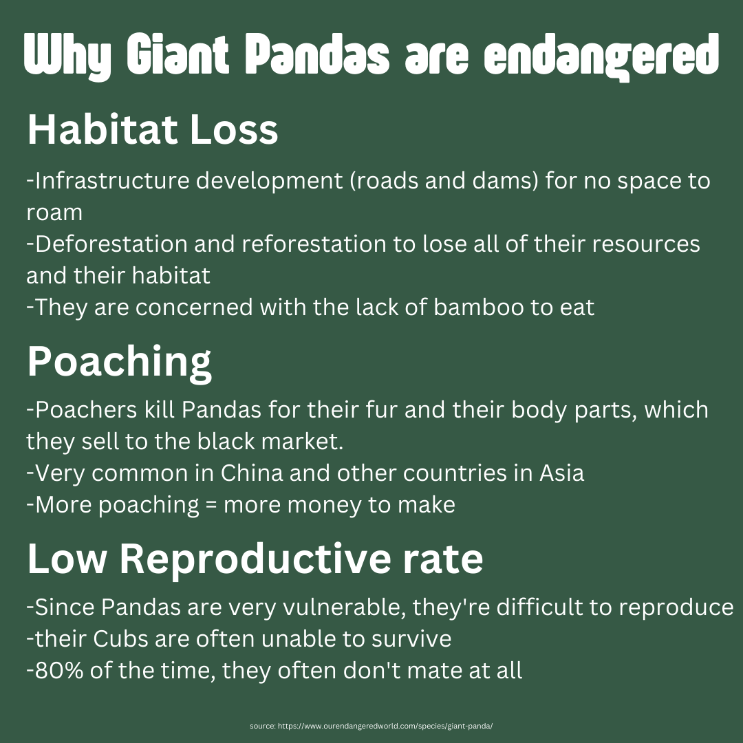 Giant Panda Animal Spotlight (2).png
