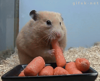 giphy (1).gif