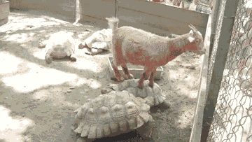 giphy (2).gif