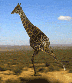 giphy.gif