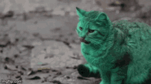 grayson-green-cat.gif