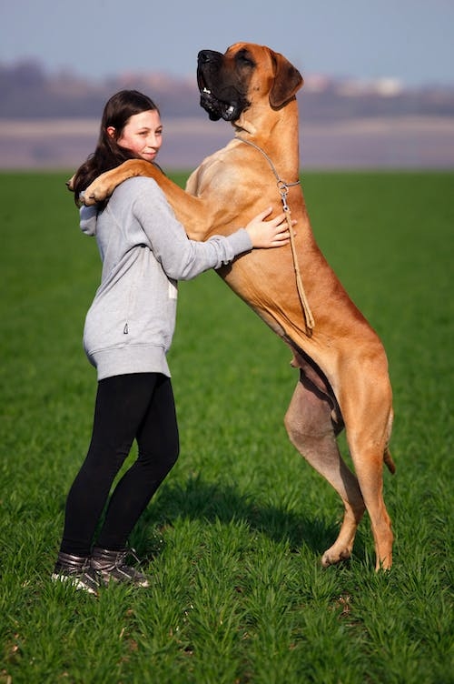 Great-Dane.jpg