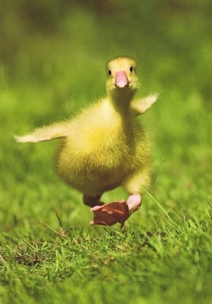 happy-duck.jpg
