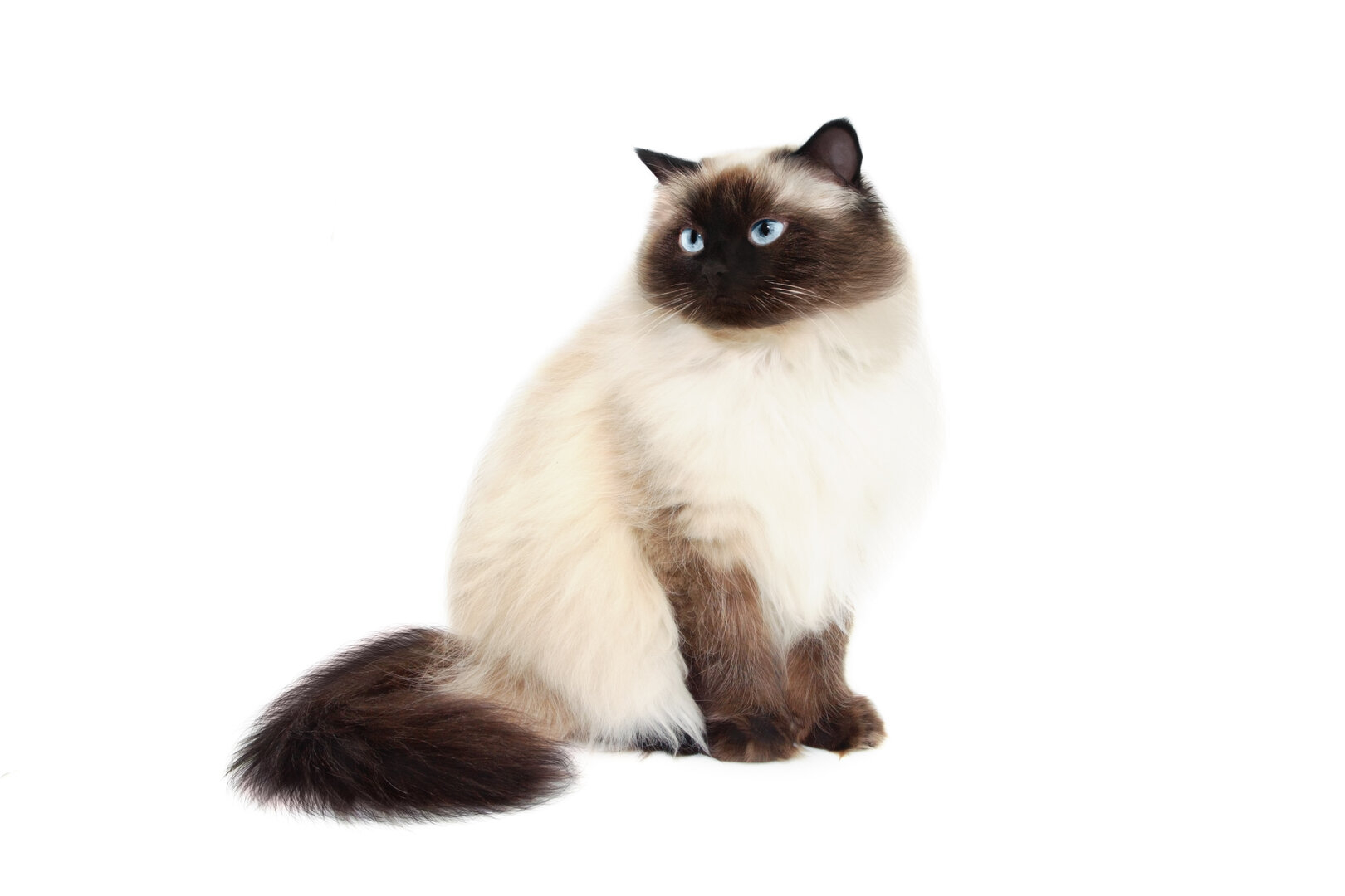 Himalayan_Cat.jpg