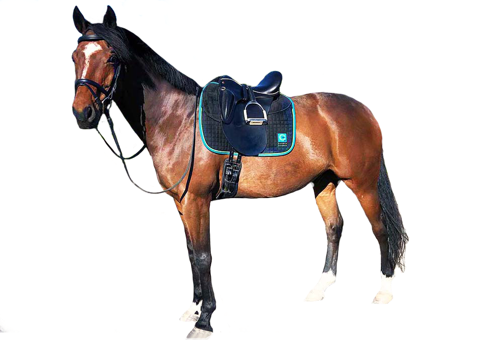 image (5).png
