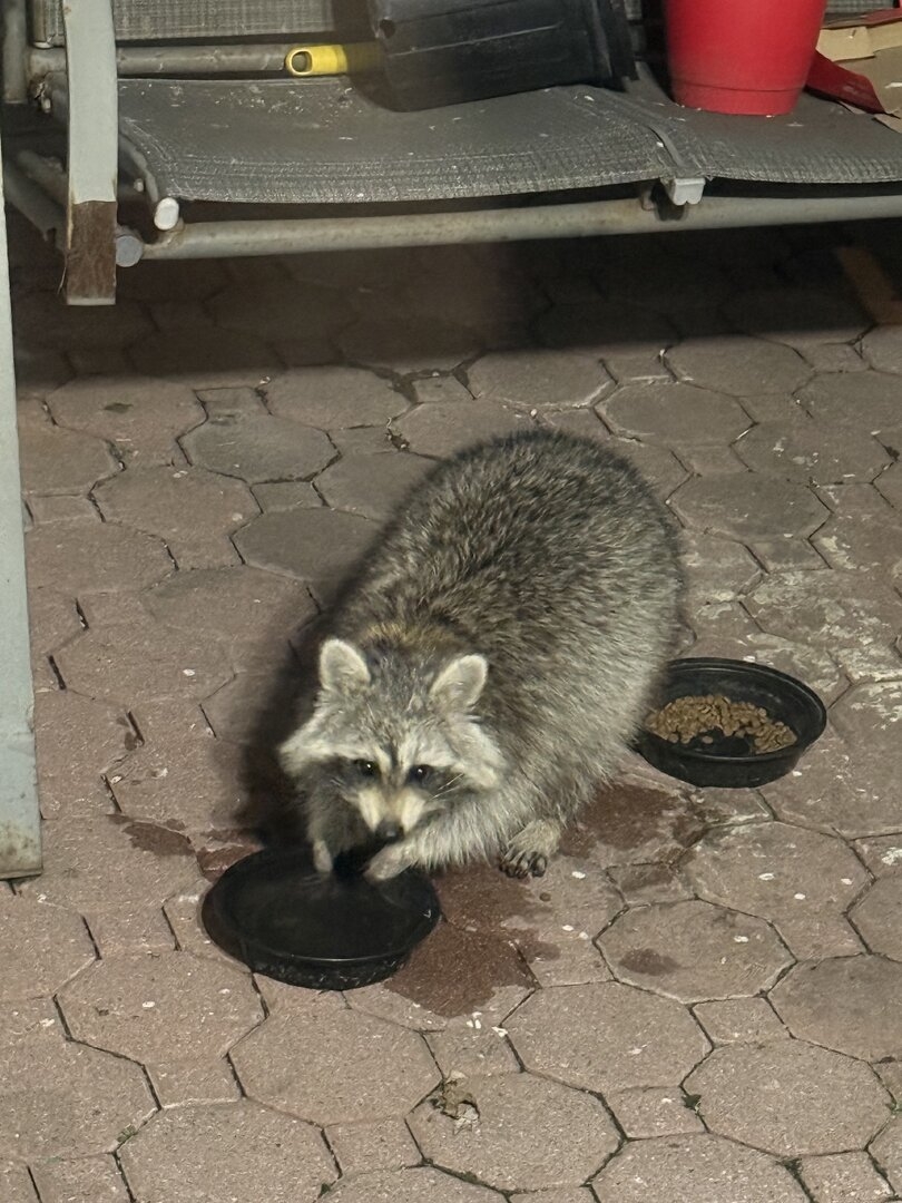 IMG_0042.jpeg