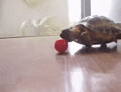 IMG_0360.gif