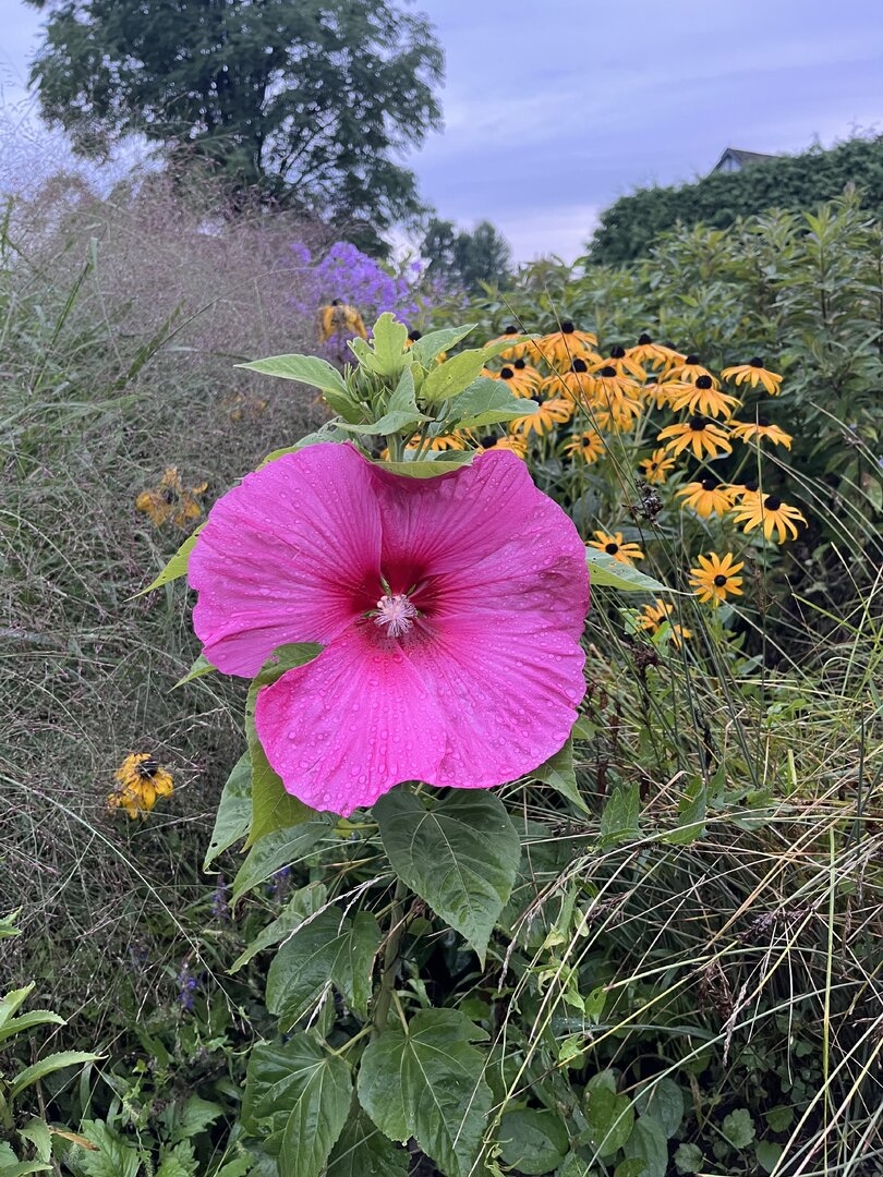 IMG_0491.jpeg