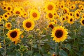 IMG_0681.jpeg
