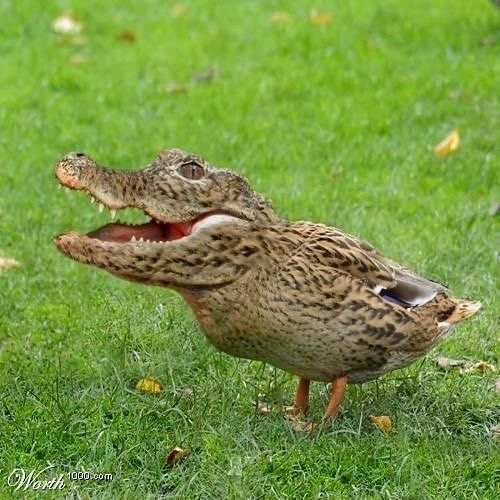 IMG_0774.jpeg