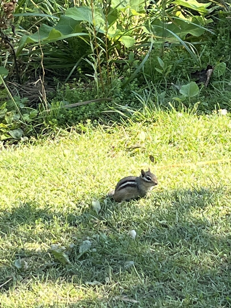 IMG_1036.jpeg