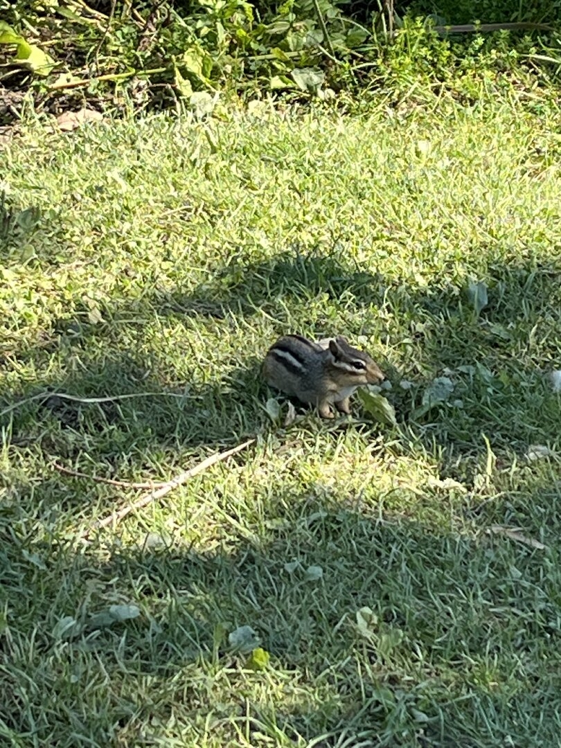 IMG_1044.jpeg