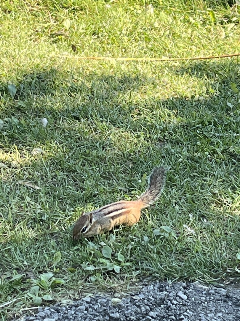 IMG_1046.jpeg