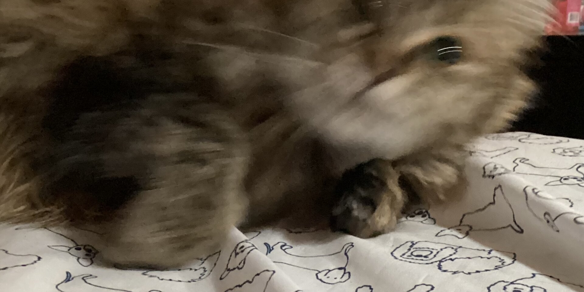 IMG_2071.jpeg