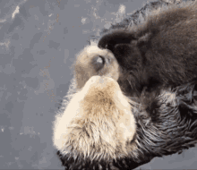 IMG_2904.gif
