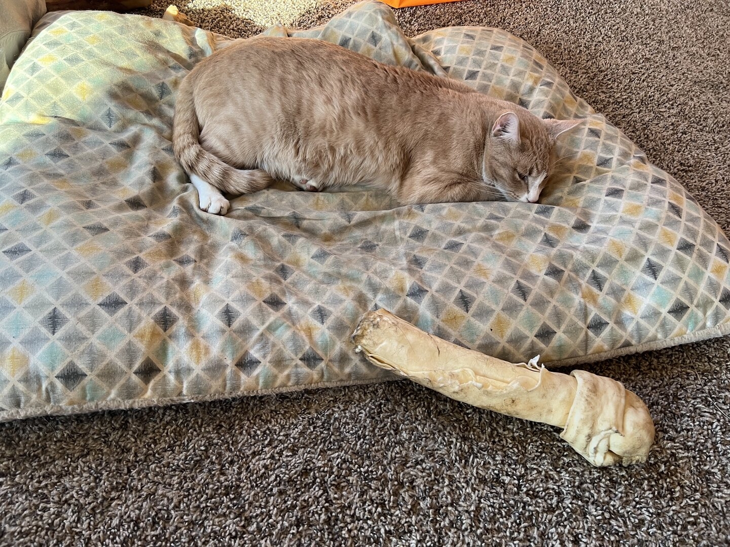 IMG_3163.jpeg