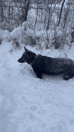 IMG_3182-ezgif.com-optimize.gif