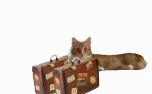 IMG_4812.gif
