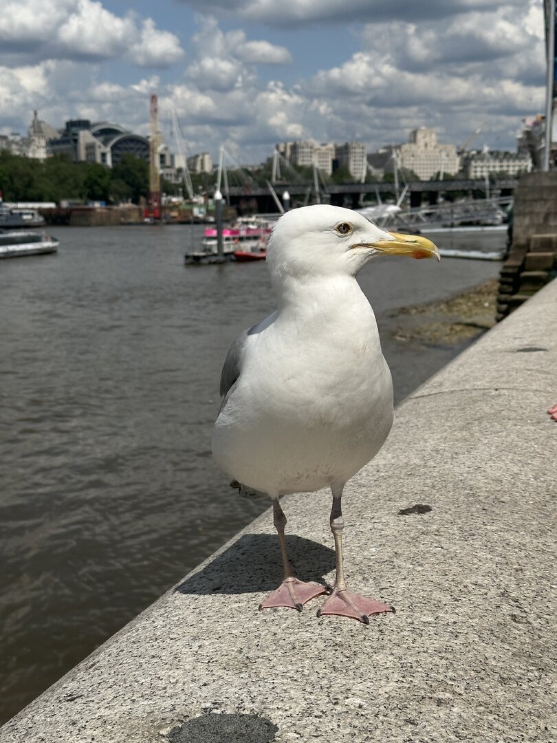 IMG_5088.jpeg
