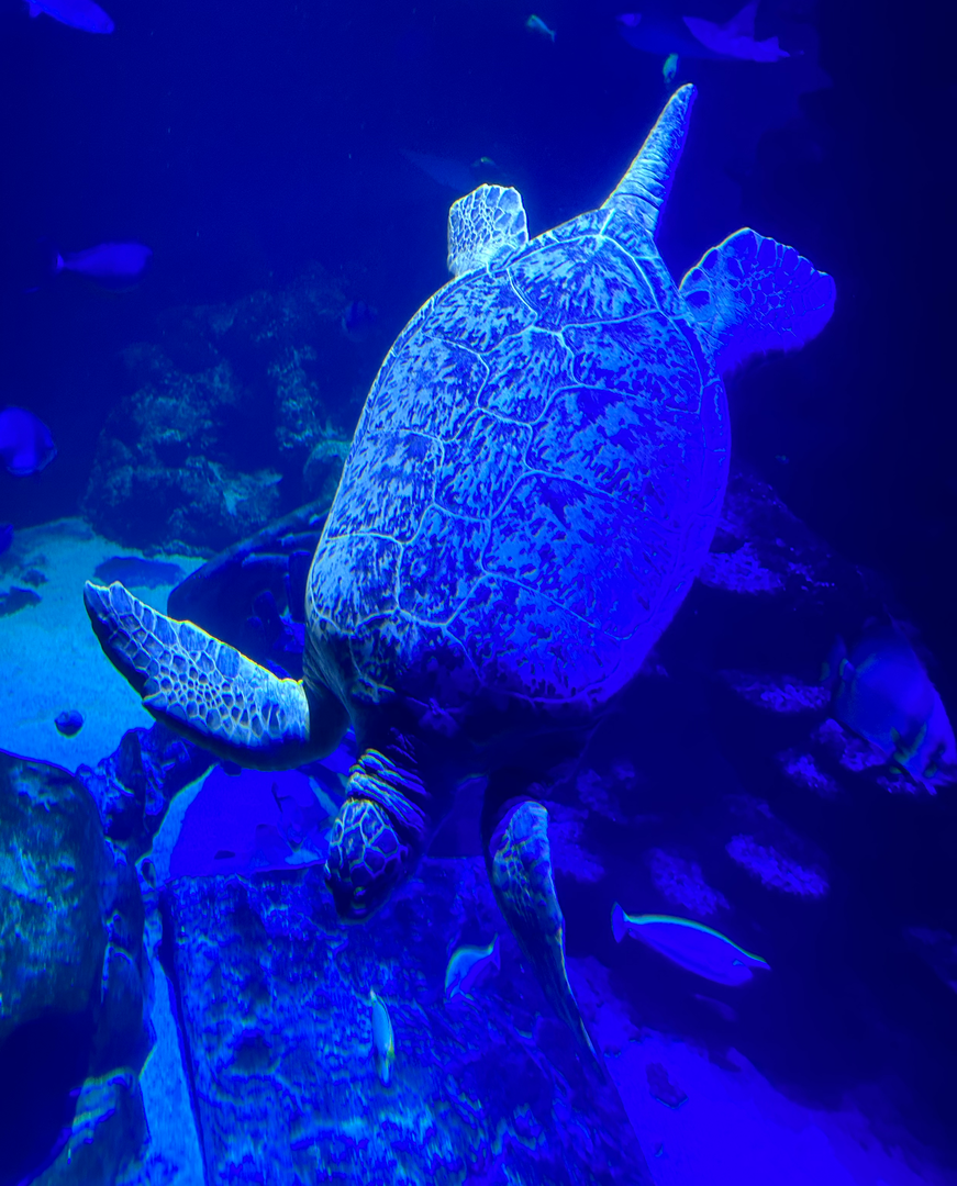 IMG_5152.png