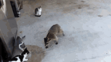 IMG_6024.gif