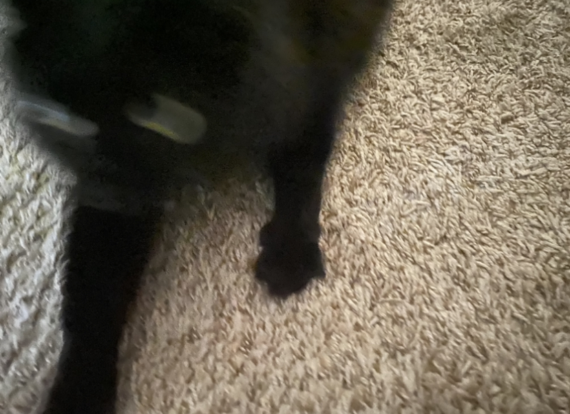 IMG_7116.jpeg