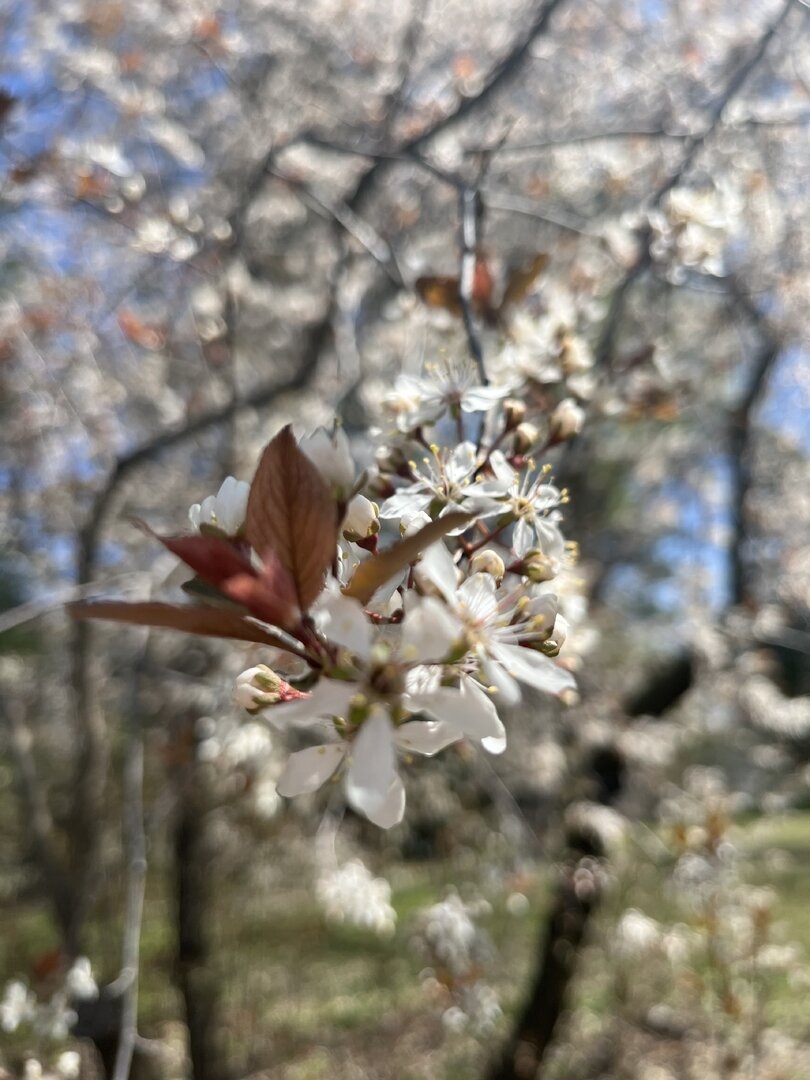 IMG_7614.jpeg