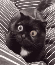 IMG_9003.gif
