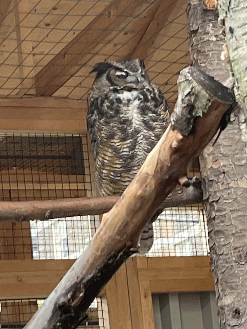 IMG_9520.jpeg