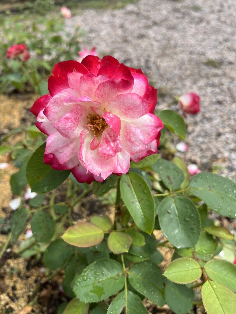 IMG_9703.jpeg