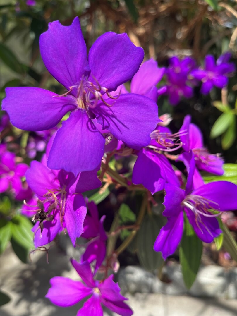 IMG_9726.jpeg
