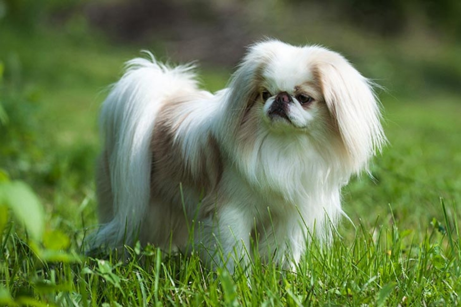 japanese-chin-830922.jpg